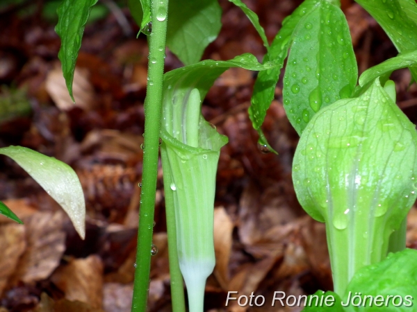 arisaema triphyllum